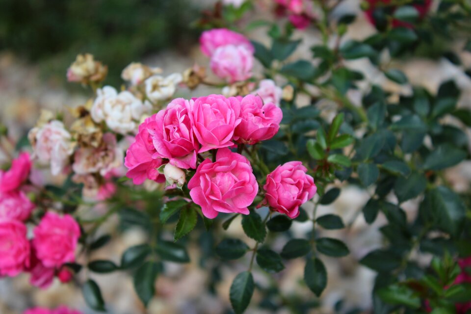 Pink roses flowers rose flower