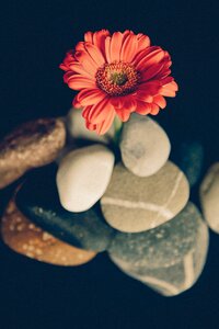 Petals stones pebbles
