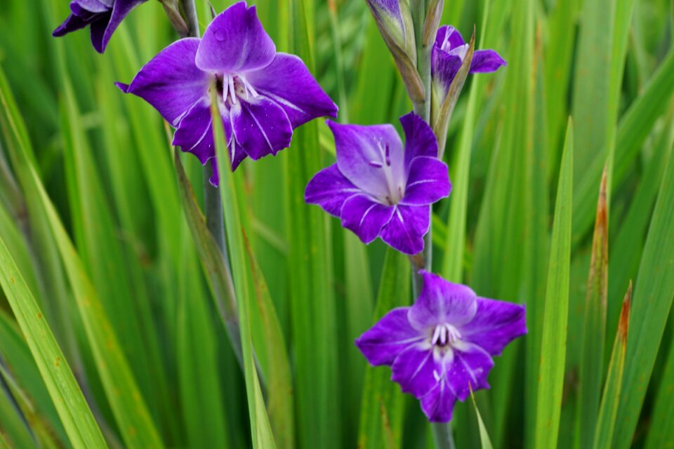 Park pasture grass