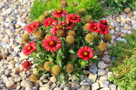 Plants flowering garden