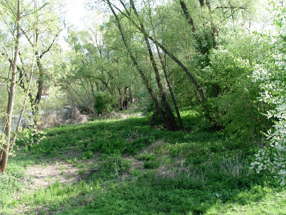 2015-05-02 Saaleufer bei Diebach