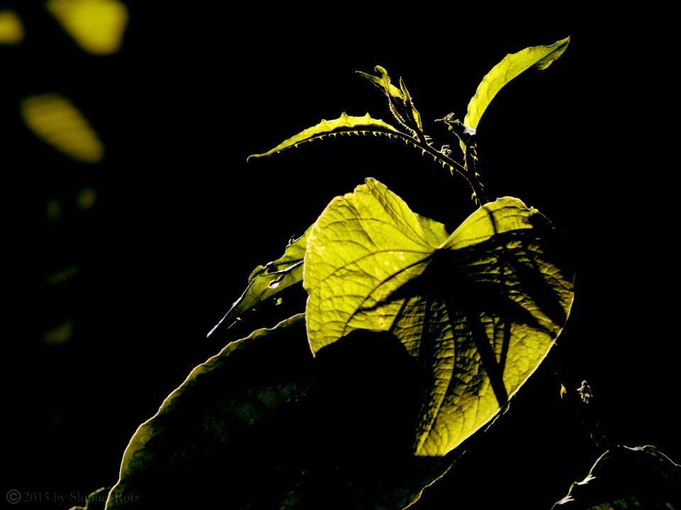 Backlighting (explore)