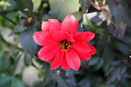 Dahlia flower nature