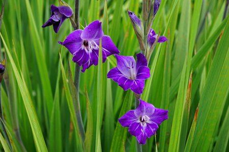 Flower grass green
