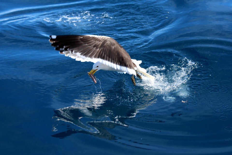Gaviota dominicana
