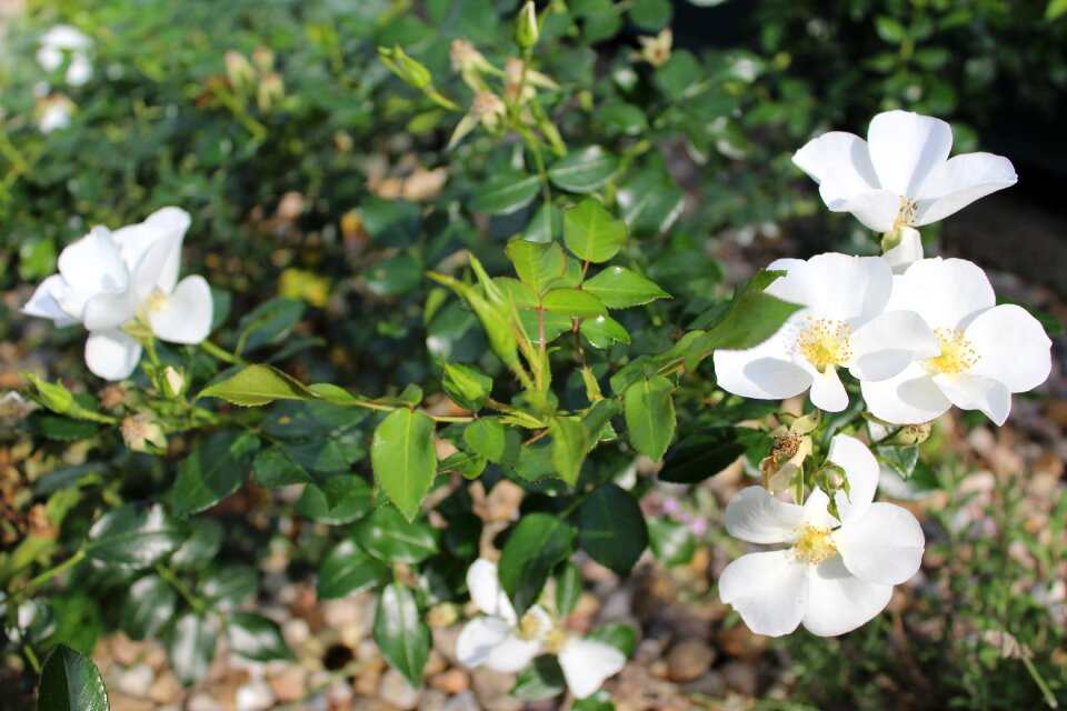 Garden plant plants flowering
