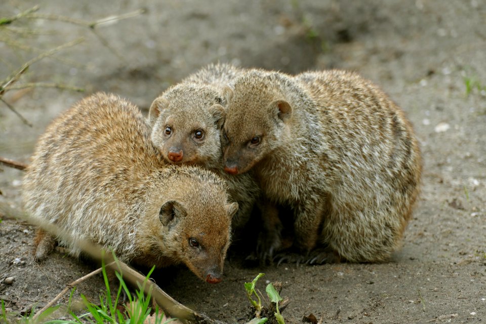 Mangoeste  zie - zoo volkel