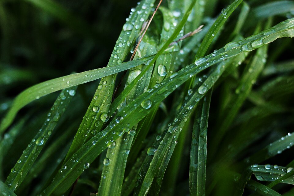 Close nature summer