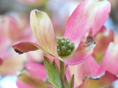Nature flower green