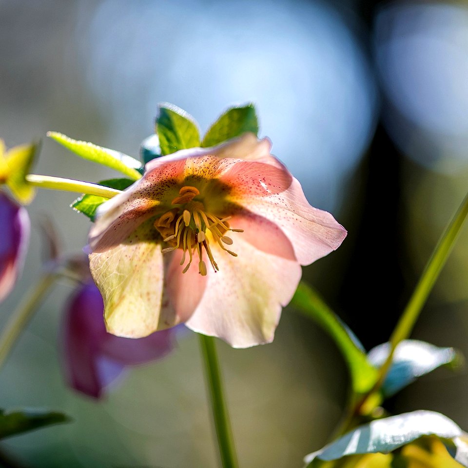 hellebore de Corse - Rose de Noël photo