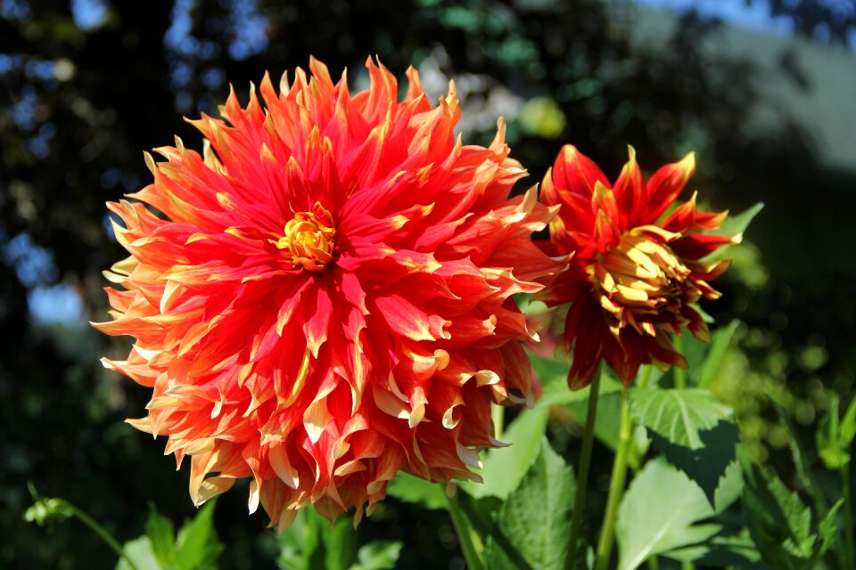 Dahlia flower nature