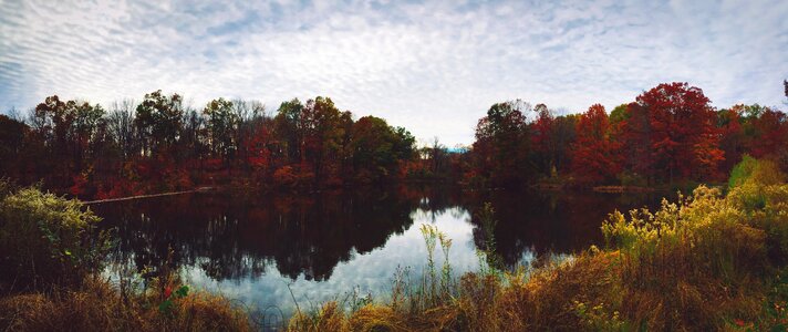 Fall tree scolor photo