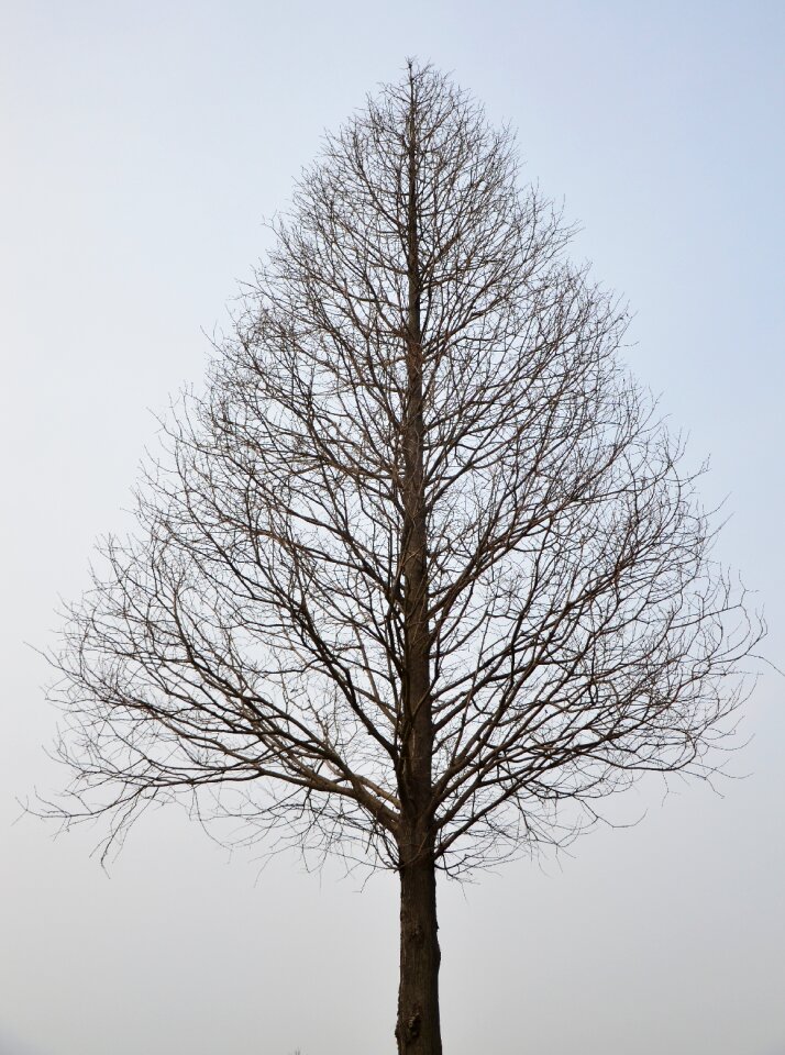Winter no leaves silhouette