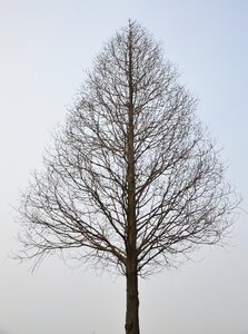 Winter no leaves silhouette
