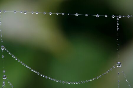 Moist morgentau dewdrop photo