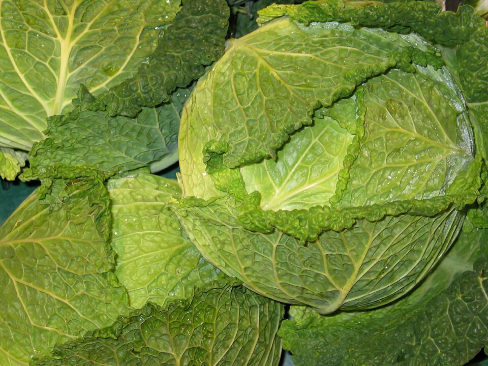 Vegetables eat lunch