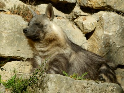 Bruine Hyena Opel-Zoo-1