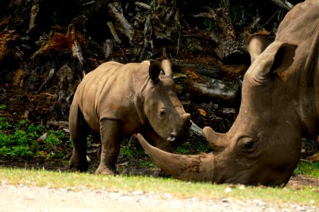 Jonge neushoorn Seregentiepark
