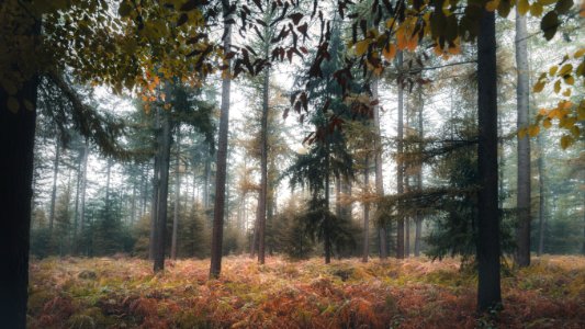 Forest vibes