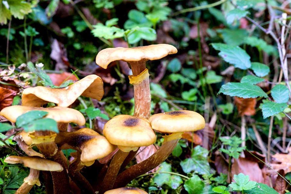 champignons - mushrooms -  Pilze