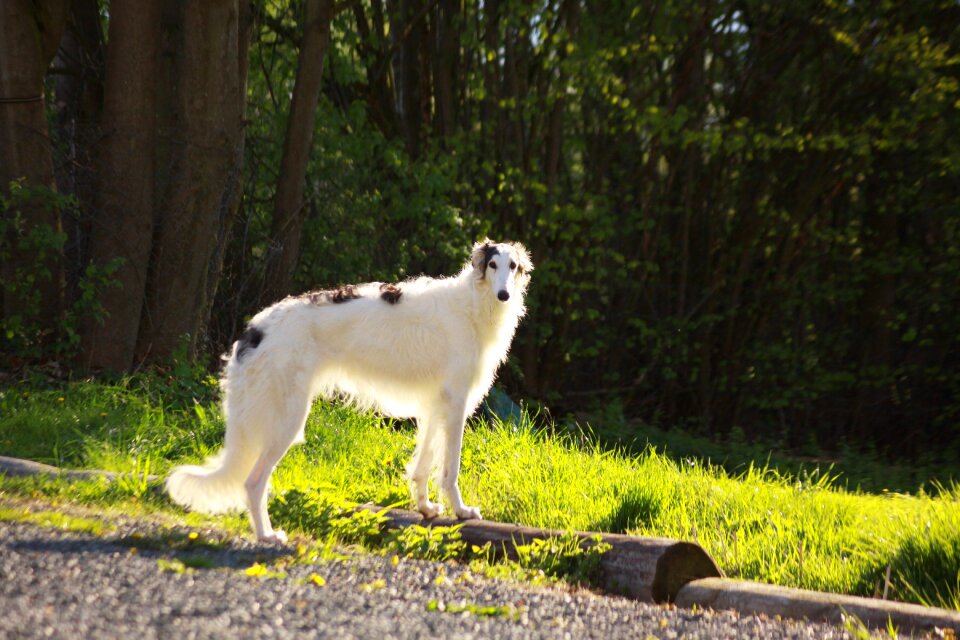 Greyhound borzoi sun