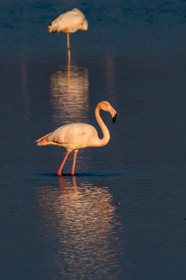 flamand rose - Flamingo -