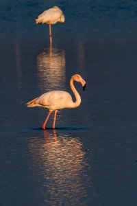 flamand rose - Flamingo - photo