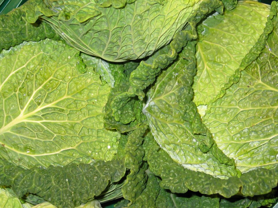 Vegetables eat lunch photo