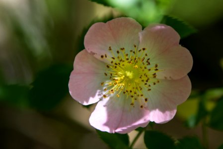 fleur de ronce commune - Common bramble flower - Brombeerstrauch Blume photo