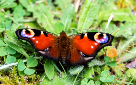 Macro - Papillon cocarde - Butterfly - Schmetterling