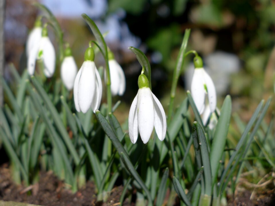 Flowers snowdrop white