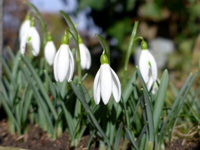 Flowers snowdrop white