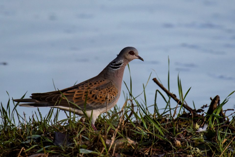 Tourterelle des bois Streptopelia turtur - European Turtle Dove