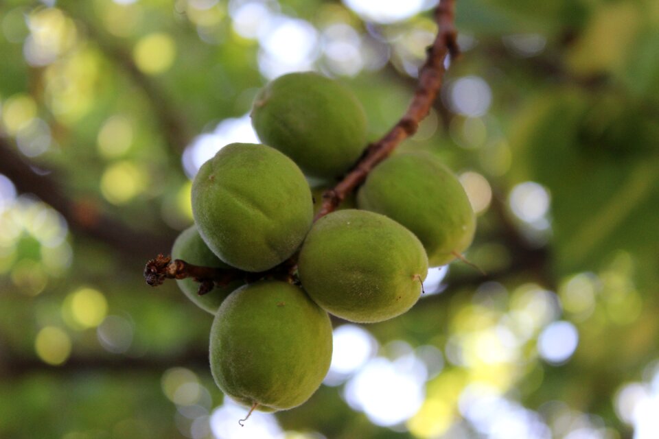 Orchard garden bio