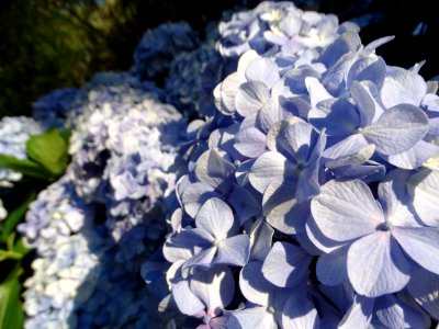 DSC00519 flickr