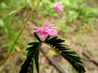 DSC00133 flickr