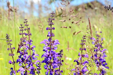 Purple plant spring