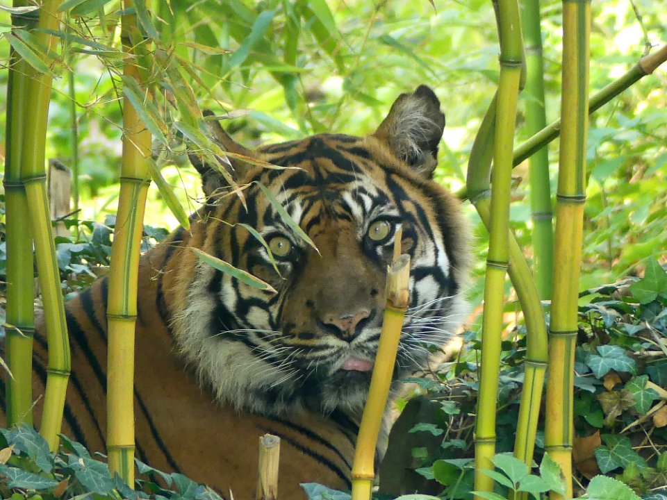 Verdekt opgesteld deze tijger in Frankfurt