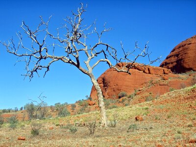 Tree drought arid