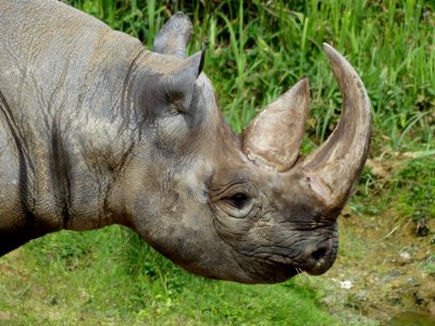 neushoorn in bioparc
