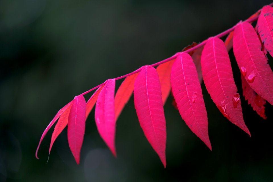 Macro du jour - 26/10/2016