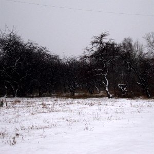 Деревья всегда настороже и чужих не любят