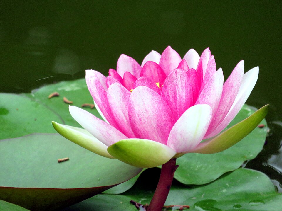 Aquatic water lily pink