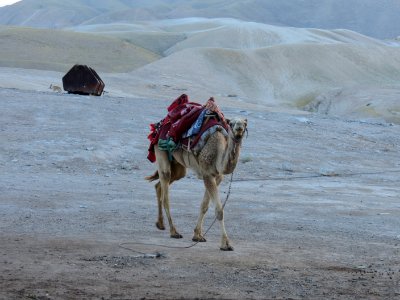 1505 Nabi Mosa (10)