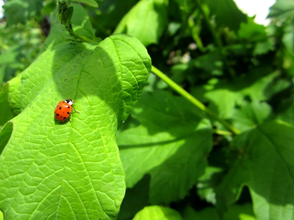 Insekten (Marienkäfer etc.)