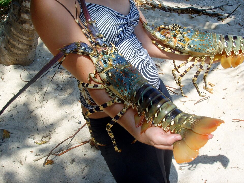 Sea crustacean australia