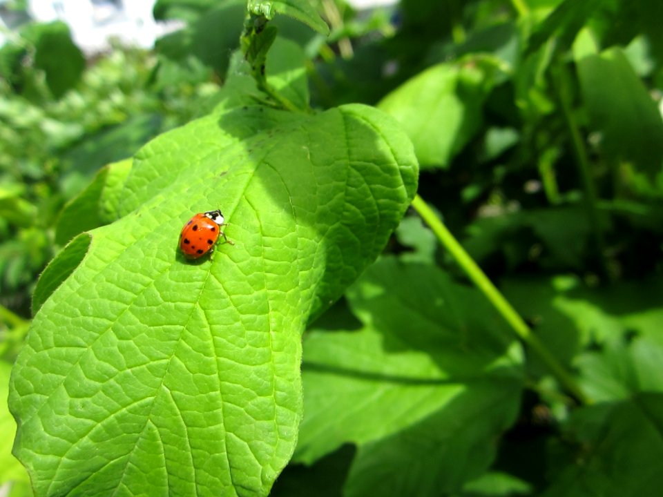 Insekten (Marienkäfer etc.)