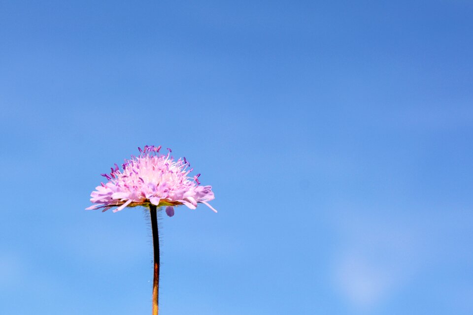 Bloom flower nature