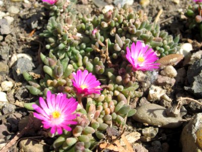 Blumen