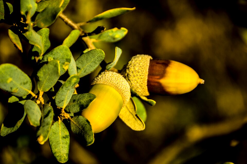 Acorns autumn nature